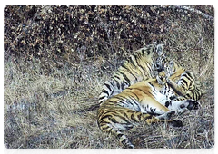 Тигрица с двумя тигрятами в вольере МРОО «Центр “Тигр”»