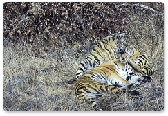 Тигрицу и тигрят поселили в один вольер в центре реабилитации