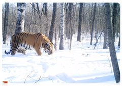One of Svetlaya and Borya’s cubs in the Zhuravliny Nature Sanctuary. Camera trap photo, March 2018