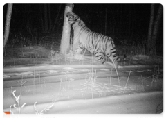 One of Svetlaya and Borya’s cubs in the Zhuravliny Nature Sanctuary. Camera trap photo, March 2018