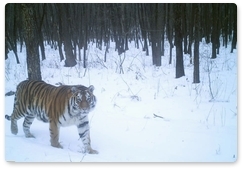 Трое тигрят Светлой и Бори начали жить самостоятельно в «Журавлином»