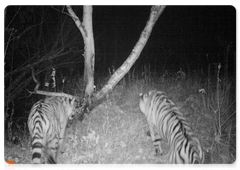 Svetlaya and Borya’s cubs in the Zhuravliny Nature Sanctuary. Camera trap photos, March 2018
