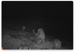 Trail camera captures new images of three snow leopard cubs in Sailyugem National Park