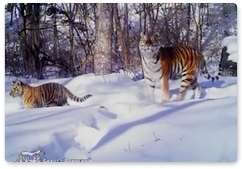 В Сихотэ-Алинском заповеднике зафиксировали тигрицу с двумя котятами