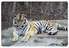 Saikhan and Lazovka in an open-air cage in the Amur Tiger Centre, April 2018
