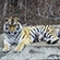 Saikhan and Lazovka in an open-air cage in the Amur Tiger Centre, April 2018