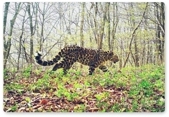 «Земля леопарда» предлагает своим подписчикам выбрать имя леопарду