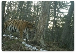 Фотоловушки «Бикина» впервые зафиксировали тигрят
