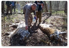 Tiger couple transported to Jewish Autonomous Region for release