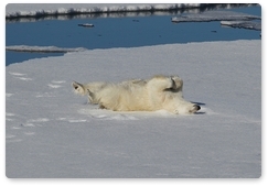 Polar bear research expedition finishes