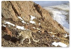 First snow leopard recorded in Bayan-Chagan in Altai