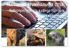 Минприроды совместно с IFAW представило отчёт об интернет-торговле редкими животными