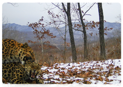 Far Eastern leopards mating