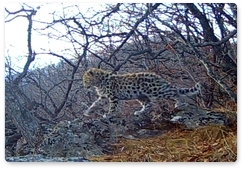 Семья леопардов в полном составе впервые попала на видео