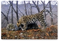 Фотоловушки впервые засняли кормящую самку леопарда