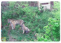 A tigress and her two cubs moved into a spacious enclosure