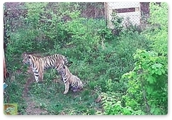 A tiger family moves into the rehabilitation centre