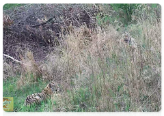 Young tigresses still exercise caution, spending much of their time in a thicket