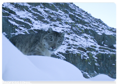 Photos of snow leopards captured by trail cameras in Sayano-Shushensky Biosphere Reserve