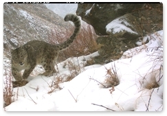 Conference on snow leopard conservation held in Kazakhstani capital