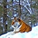 A trail camera photo of an Amur tiger in Bikin National Park
