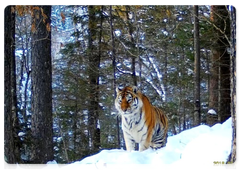 Each year, counts cover only 20 percent of the tiger’s range