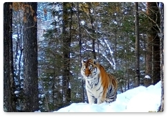 Amur tiger count wraps up in Bikin National Park
