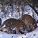 A strategically positioned trail camera will capture rare images of wild cats