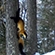 Three yellow-throated martens pose for a trail camera in Bikin National Park