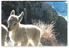 Researchers count Siberian ibex in the Sayano-Shushensky Biosphere Reserve