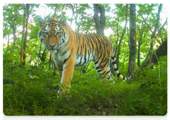 Amur tiger. Trail camera image taken in Land of the Leopard