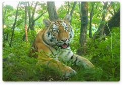 На Дальнем Востоке проведут совместный фотоучёт тигра