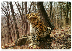 Безымянный леопард 106M
