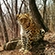 Безымянный леопард 106M