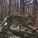 Безымянный леопард 107F