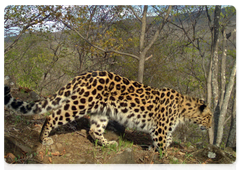 Безымянный леопард 113F