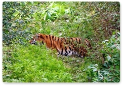 Амурского тигра встретил автомобилист на «Земле леопарда»