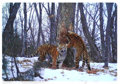 Тигрица с тремя котятами в нацпарке «Земля леопарда». Снимки с фотоловушек, 2018 год