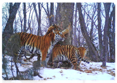 A tigress with her three cubs at Land of the Leopard National Park. Trail camera photo. 2018