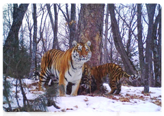A tigress with her three cubs at Land of the Leopard National Park. Trail camera photo. 2018
