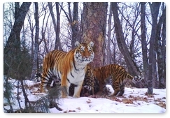 Тигрицу с тремя котятами зафиксировали на «Земле леопарда»