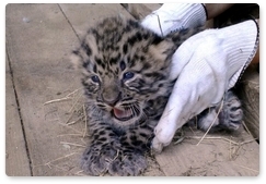 Котята дикого леопарда родились в неволе впервые за 60 лет