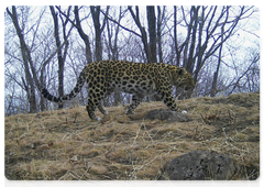 Far Eastern leopards near the border with North Korea