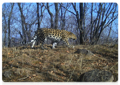 Unnamed female leopard Leo 101F