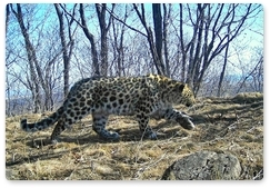 Новые леопарды впервые зафиксированы у границы с КНДР