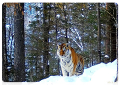 An Amur tiger at Bikin National Park