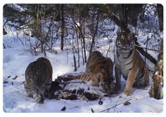 A tiger family eating a boar killed by an adult male tiger