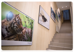 Amur Tiger Centre headquarters in Moscow