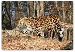 Полицейские из Приморья дали имя дальневосточному леопарду