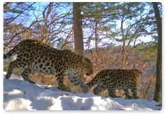 Специалисты нацпарка вычислили самую многодетную самку леопарда